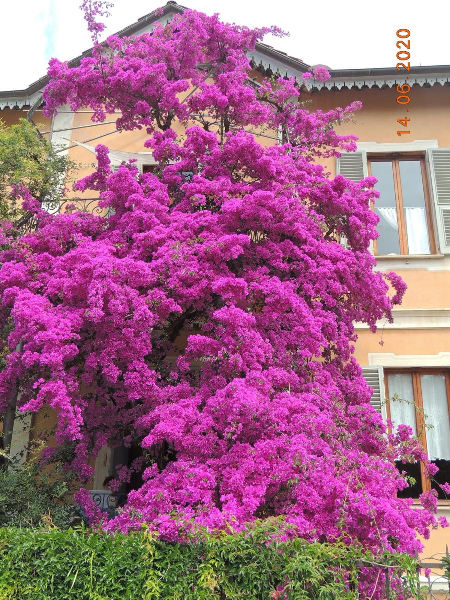 Bed and Breakfast La Casa Dei Paggi Sestri Levante Zewnętrze zdjęcie
